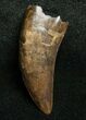 Nanotyrannus Tooth - Montana #8652-1